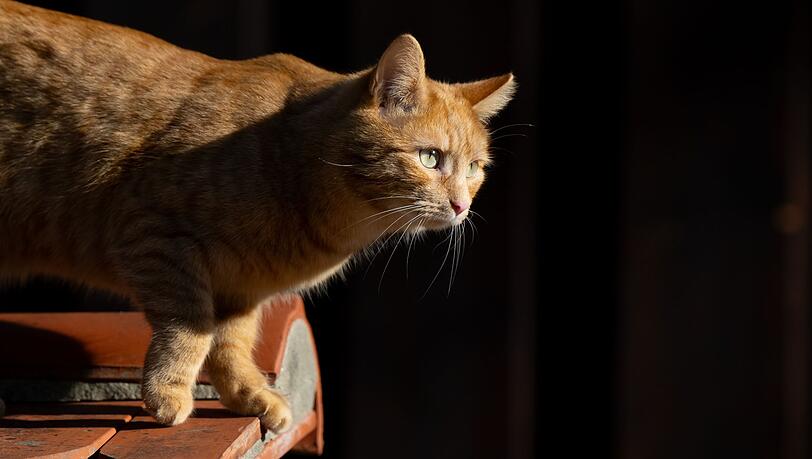 Eine Katze läuft in der Sonne über eine Mauer.