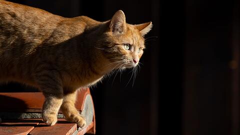 Eine Katze läuft in der Sonne über eine Mauer.