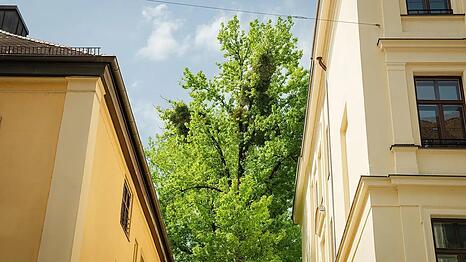 Mehr B&auml;ume in den Stra&szlig;en fordert der Baumentscheid.
