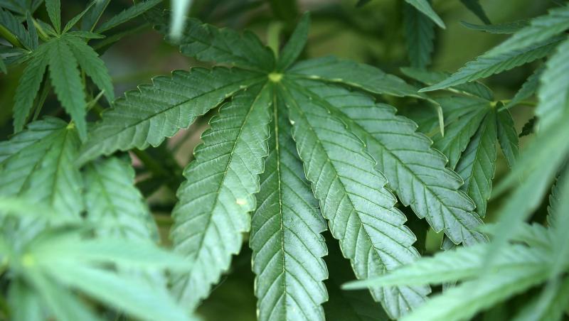 Hanf-Pflanzen (Cannabis) wachsen in einem Garten. Foto: Oliver Berg/dpa/Symbolbild Hanf-Pflanzen (Cannabis) wachsen in einem Garten. Foto: Oliver Berg/dpa/Symbolbild