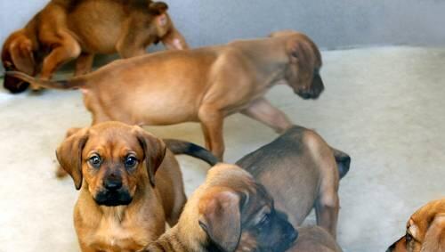 Sie sind zu siebt: Die Welpen suchen dringend ein Zuhause. Sie sind zu siebt: Die Welpen suchen dringend ein Zuhause.