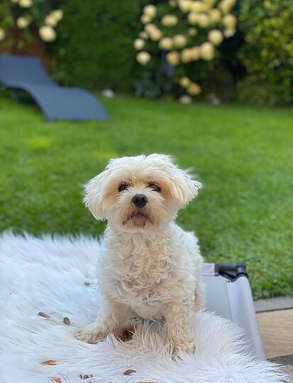 Bella
