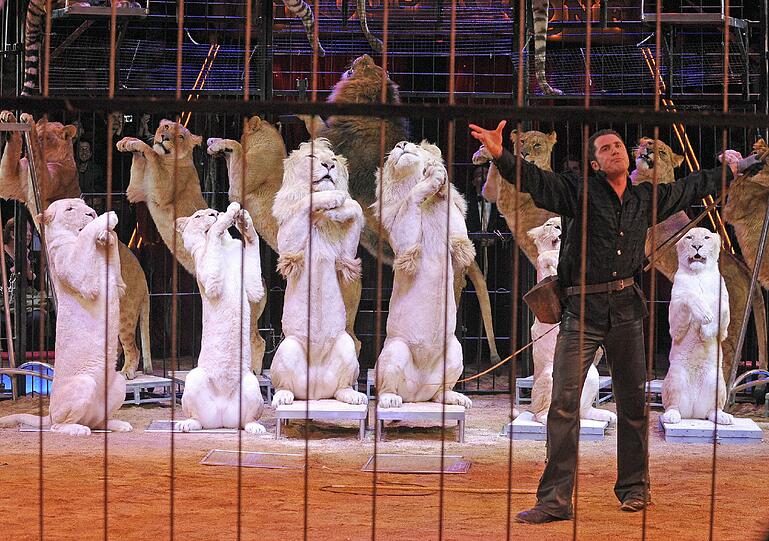 Dompteur Martin Lacey Jr. tritt mit seinen Raubkatzen in München bei der sogenannten Februar-Premiere im Circus Krone auf.