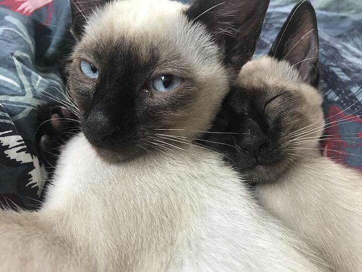 Ella & Chilli