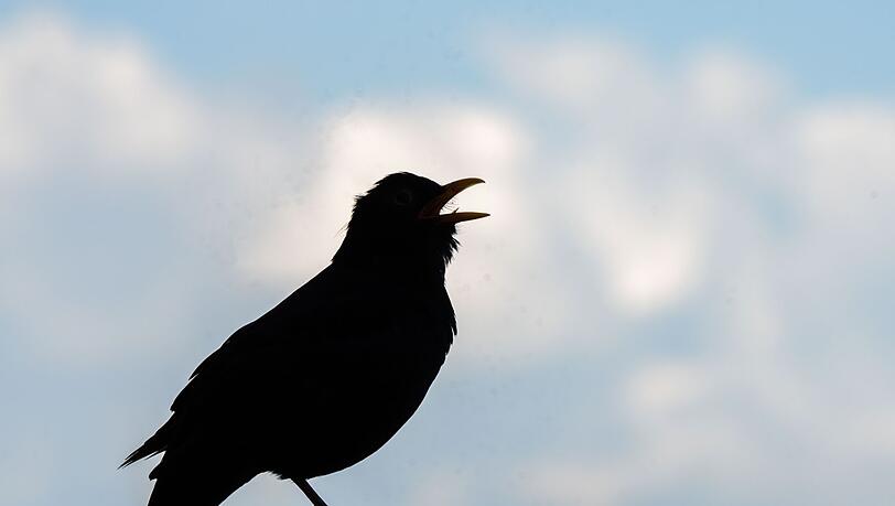 Eine Amsel sitzt auf einem Balkongeländer und trällert ein Lied.
