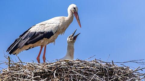 Ein Jungstorch bettelt um Futter. Foto: Jens Büttner/dpa-Zentralbild/dpa/Symbolbild