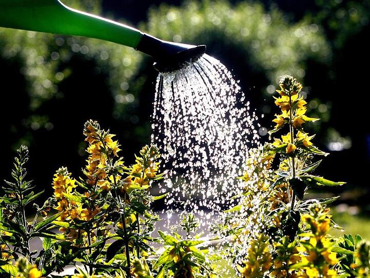 Wassertropfen auf Pflanzen sollen im Sommer wie Brenngläser wirken.
