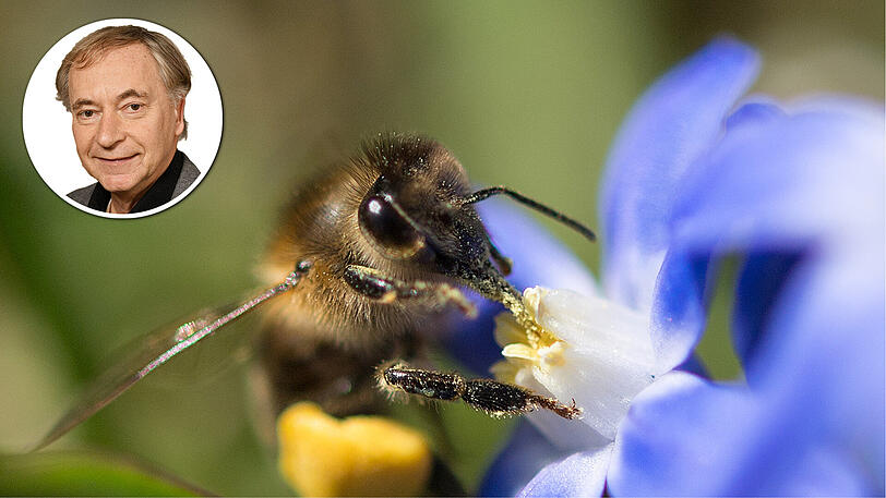 Mit großer Mehrheit billigte der Bayerische Landtag den Gesetzentwurf des Volksbegehrens "Rettet die Bienen".
