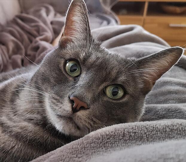 Kasimir