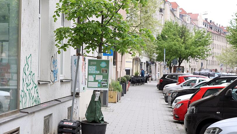 Die Bäume in den Kübeln sollen in der Dreimühlenstraße Wurzeln schlagen können. Dafür soll jeder fünfte Parkplatz weichen.