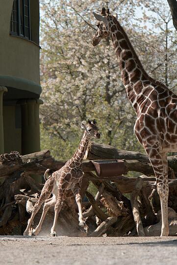 Ein zuckersüßes Giraffenbaby wartet im Tierpark Hellabrunn auf Besucher. Zwei Wochen ist es gerade alt. Hier gibt's schon mal die nettesten Fotos von dem putzigem Tierchen.