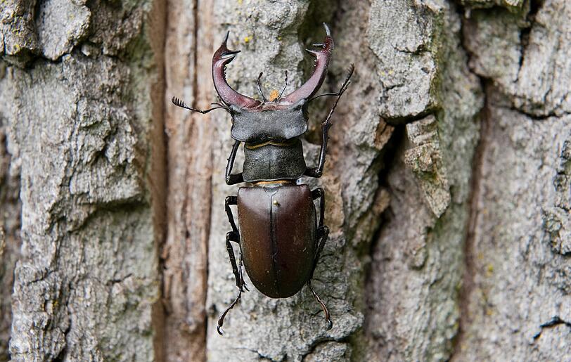 Ein Hirschkaefer (Lucanus cervus) hängt bei Gerolfing an einem Baumstamm.