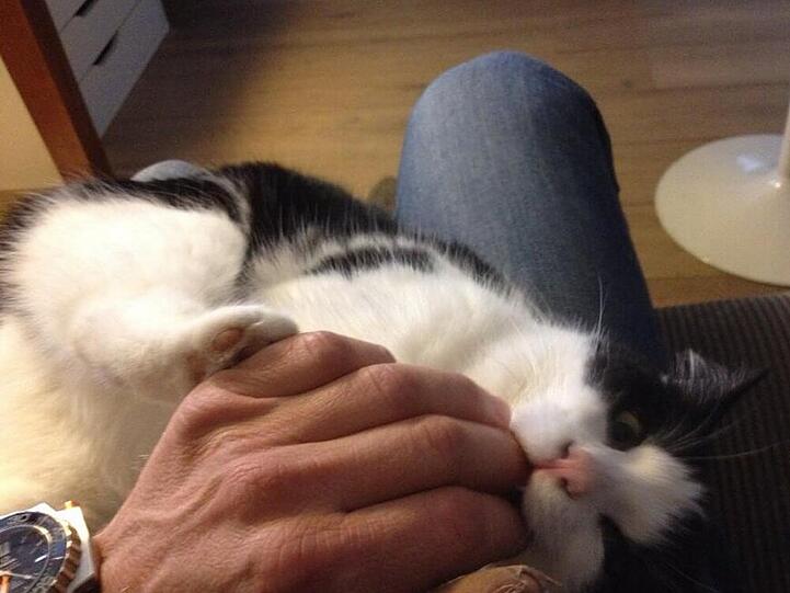 Henning Baums Hand wird von einer Katze als Kauknochen missbraucht