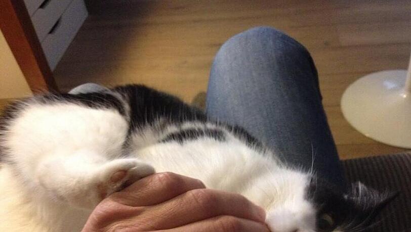 Henning Baums Hand wird von einer Katze als Kauknochen missbraucht Henning Baums Hand wird von einer Katze als Kauknochen missbraucht