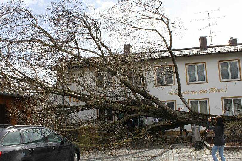 Da hat es wumm gemacht: Vor dem Münchner Tierheim hat Orkan &bdquo;Niklas&ldquo; einen riesigen Baum zu Fall gebracht. Dieser landet direkt vor der Eingangstür.