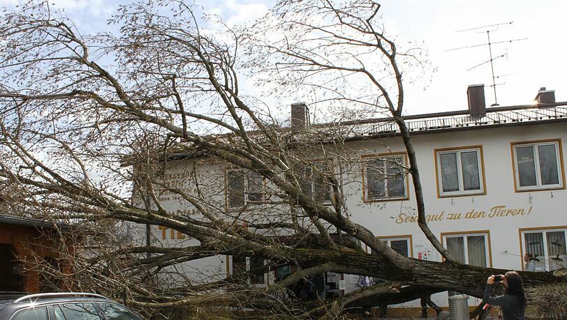 Da hat es wumm gemacht: Vor dem Münchner Tierheim hat Orkan „Niklas“ einen riesigen Baum zu Fall gebracht. Dieser landet direkt vor der Eingangstür. Da hat es wumm gemacht: Vor dem Münchner Tierheim hat Orkan „Niklas“ einen riesigen Baum zu Fall gebracht. Dieser landet direkt vor der Eingangstür.