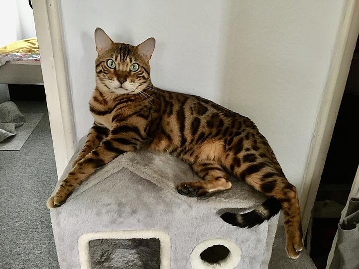 Mogli