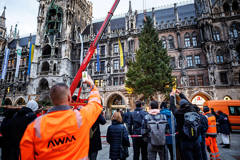 25 Meter hoch ist die Fichte, die zuvor auf einem Campingplatz stand.