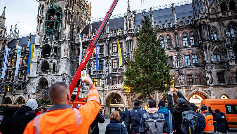 25 Meter hoch ist die Fichte, die zuvor auf einem Campingplatz stand.