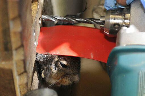 In Not geraten: Ein Eichhörnchen hat sich in Perlach in einem Gullydeckel verfangen - Die Feuerwehr befreite den Nager aus seiner misslichen Lage.