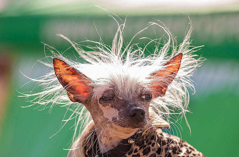 Weitere Bilder des "Ugliest Dog"-Wettbewerbs aus den USA.