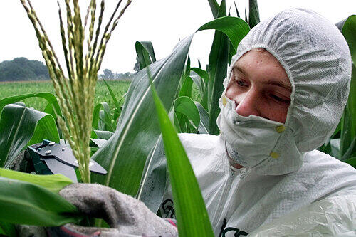 Vom Bund Naturschutz in Mittelfranken bisher verhindert: Genmanipulierter Mais auf einem Feld in Südhessen.