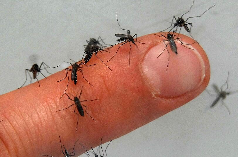 Nach der Flut gibt es jetzt besonders viele Mücken. Als Schutz vor Stichen helfen vor allem sogenannte &bdquo;Repellents&ldquo;.