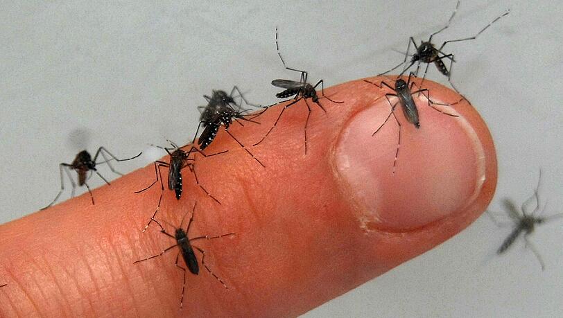 Nach der Flut gibt es jetzt besonders viele Mücken. Als Schutz vor Stichen helfen vor allem sogenannte „Repellents“. Nach der Flut gibt es jetzt besonders viele Mücken. Als Schutz vor Stichen helfen vor allem sogenannte „Repellents“.
