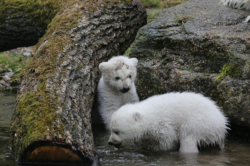 Weitere Bilder von der Vorstellung der Eisbären-Babys.