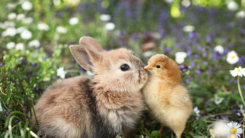 Sowohl Hühner als auch Kaninchen sind sehr gesellige Tiere, die gerne Zeit mit anderen verbringen. Sowohl Hühner als auch Kaninchen sind sehr gesellige Tiere, die gerne Zeit mit anderen verbringen.