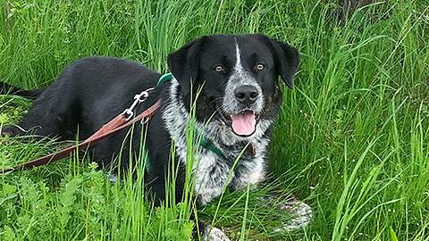 Border-Collie-Mischling Saymen einer der Hunde, die noch einen Begleiter für die Alm suchen. Sein neues Frauchen oder Herrchen muss Hundeerfahrung in die Beziehung mitbringen, denn er testet - insbesondere bei wilden Spielen -  gerne aus.
