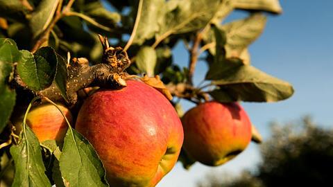 Reife Äpfel hängen auf einem Feld mit Apfelbäumen an einem Baum. Foto: Daniel Bockwoldt/Archivbild