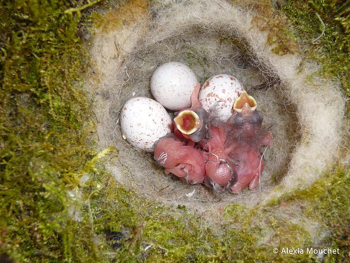 Während der Brutzeit wird die Entwicklung der Vogelfamilie über eine Kamera live verfolgt.