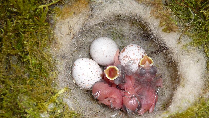 Während der Brutzeit wird die Entwicklung der Vogelfamilie über eine Kamera live verfolgt. Während der Brutzeit wird die Entwicklung der Vogelfamilie über eine Kamera live verfolgt.