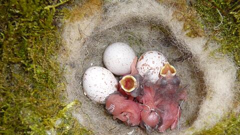 Während der Brutzeit wird die Entwicklung der Vogelfamilie über eine Kamera live verfolgt.