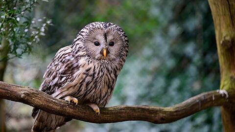 Seit 2017 werden in Nordostbayern Habichtskäuze neu angesiedelt. Jetzt sind wieder 27 der putzigen Eulenvögel ausgewildert worden. (Archivbild)