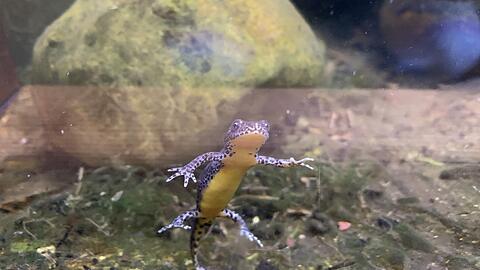 Die Bergmolche können im Aquarium des Fischbruthauses im Hellabrunner Mühlendorf von Besuchern gut beobachtet werden.