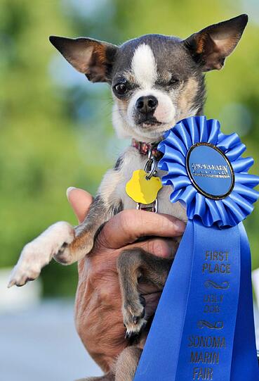 2010 wurde Princess Abby zum hässlichsten Hund der Welt gewählt. Der Chihuahua-Mix hat ein kaputtes Auge und einen krummen Rücken.