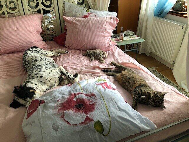 Hündin Liesel (Gascon Saintongeois) und Kater Leo (Europäisch Kurzhaar)