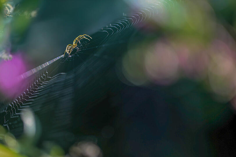 An den Isarleiten blüht das Drüsige Springkraut, das vielen Insekten Nahrung bietet. Deshalb hat eine Gartenkreuzspinne ihr Radnetz zwischen den Stängeln gesponnen und lauert auf Beute.