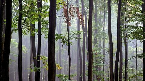 Lichte Laubw&auml;lder wie hier in der N&auml;he von Lohr am Main sind typisch f&uuml;r den Spessart.