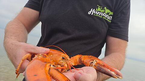 Das Tier wurde in einem Supermarkt im US-Bundesstaat New York gefunden und gerettet.