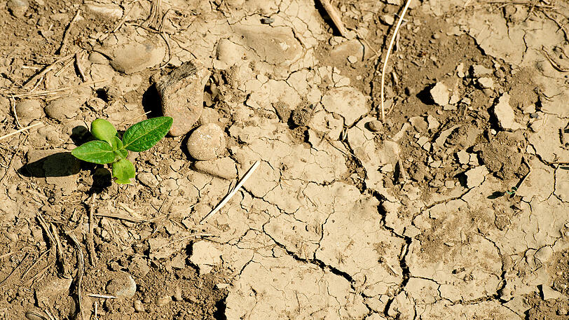 Der zu trockene Sommer bringt den Bauern dieses Jahr Ernteausfälle. Der Freistaat will angesichts des Klimawandels Maßnahmen zur langfristigen Sicherung der Wasserversorgung ergreifen.