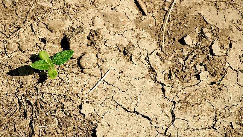 Der zu trockene Sommer bringt den Bauern dieses Jahr Ernteausfälle. Der Freistaat will angesichts des Klimawandels Maßnahmen zur langfristigen Sicherung der Wasserversorgung ergreifen. Der zu trockene Sommer bringt den Bauern dieses Jahr Ernteausfälle. Der Freistaat will angesichts des Klimawandels Maßnahmen zur langfristigen Sicherung der Wasserversorgung ergreifen.