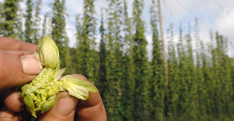 Trotz der schlechtesten Hopfenernte seit Jahren brauchen sich Bierfreunde keine Sorgen machen. Foto: Stefan Puchner