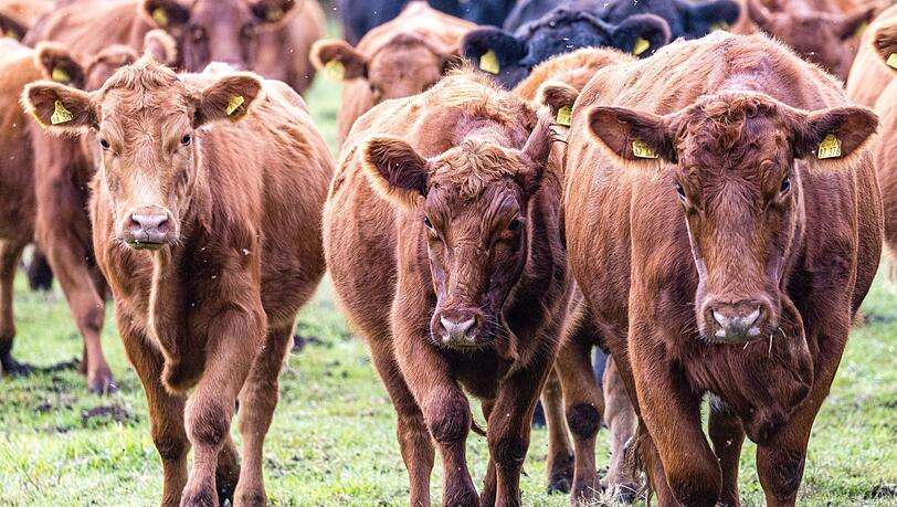 Viehdiebe schocken Landwirte in S&uuml;dbrandenburg. (Symbolbild)