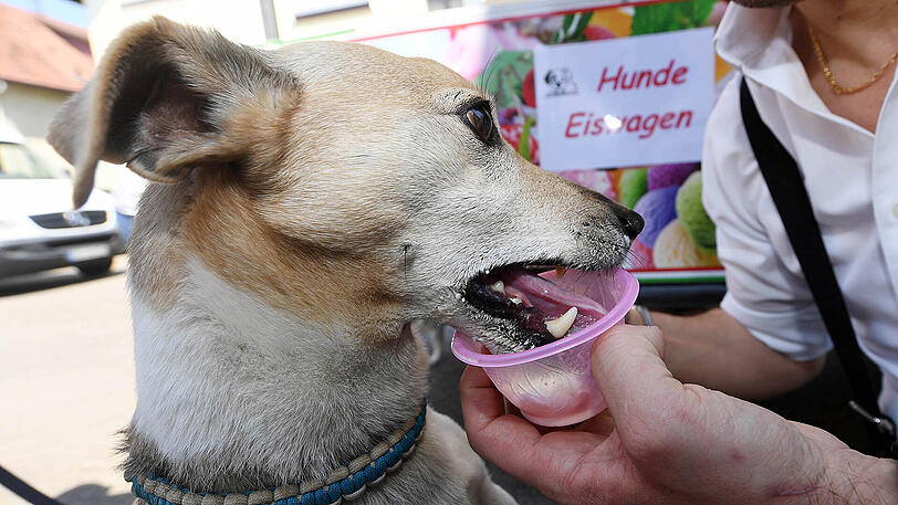 Giuseppe Cimino gibt vor seiner Eisdiele im Rastatter Stadtteil Plittersdorf (Baden-Württemberg) an seinem Hunde-Eiswagen dem neun Jahre alten Jack Russell "Pauli" ein Eis.