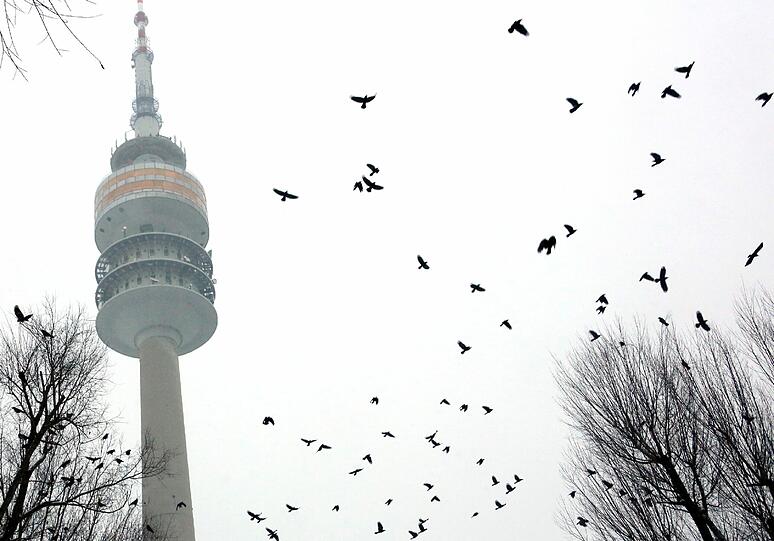 Von Pasing bis Feldmoching, im Englischen Garten oder in den Stadtparks: Krähen-Ansturm auf München.