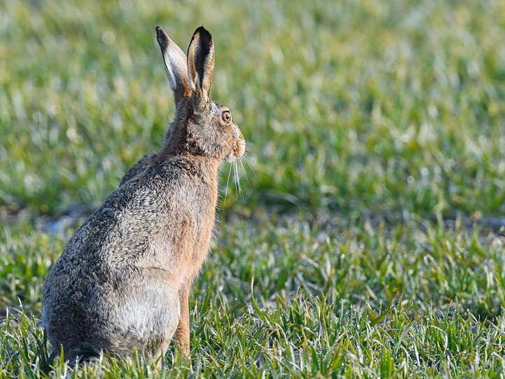 Ein Feldhase (Lepus europaeus). Foto: Patrick Pleul/zb/dpa/Symbolbild