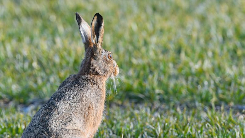 Ein Feldhase (Lepus europaeus). Foto: Patrick Pleul/zb/dpa/Symbolbild Ein Feldhase (Lepus europaeus). Foto: Patrick Pleul/zb/dpa/Symbolbild